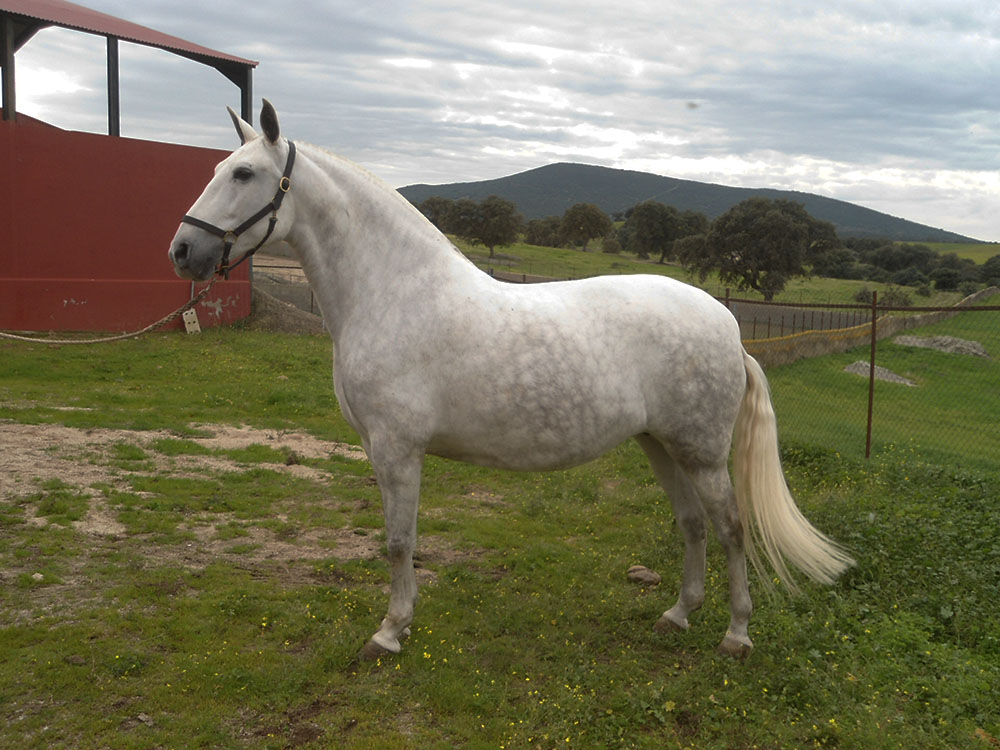 Caballo en Venta